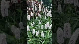 Зарисовки из частных садов  Schöne Gärten 