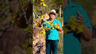 FLOR DO IPÊ AMARELO A FORÇA DA ALEGRIA #Shorts