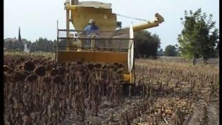 the old timer farmer and is old vintage combine harvesting..