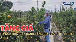 Hà Nội: Hoa, cây cảnh tăng giá 10% - 30% dịp Tết Ất Tỵ