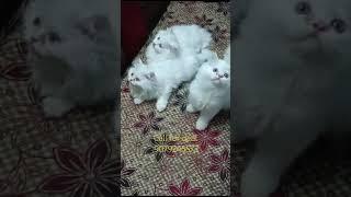 Cute white persian kittens available #youtubeshorts #cat #jaipur #persianca