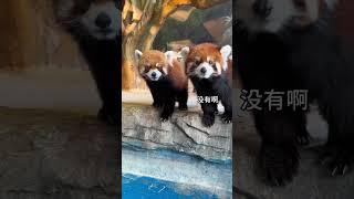 千万别让小熊猫发现你有吃的！ #小熊猫 #萌宠出道计划 #萌化了 #动物 #可爱