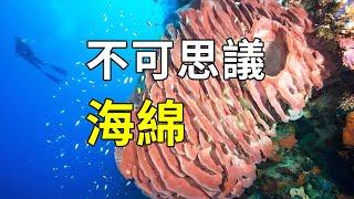 出海捕捉海綿，發現海綿寶寶在吃蝦