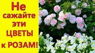 Не сажайте с РОЗАМИ эти цветы, они будут плохими компаньонами в цветнике!