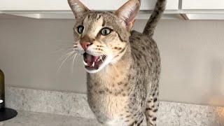 Savannah Cats Are Excited And Meowing For Chicken! #cats #cute #meow