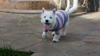 How to Choose the Best Collar or Harness for a Westie