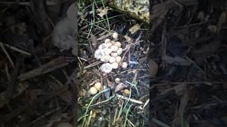 bird's nest fungi