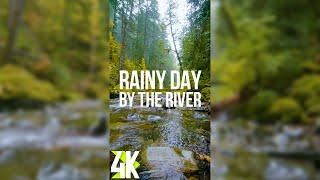 Rainy Autumn Day by the Forest River - 4K Vertical Screensaver - Calming Sounds + Relaxing Music