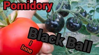Pomidory - Black ball i inne