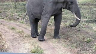 Elephant Chasing Us Away-West Serengeti Safari