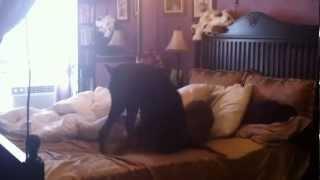 Hilarious Doberman FAIL