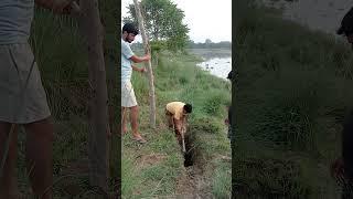 Sai Nadi Raebareli UP 1100 vriksharopan ka lakshya# nature #