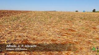 Controle antecipado de plantas daninhas na entressafra