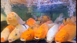 Xem Con Cá Chép - Cá Chép Khổng Lồ (giant carps )