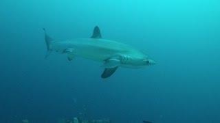 Diving with THRESHER SHARKS Malapascua Island, The Philippines