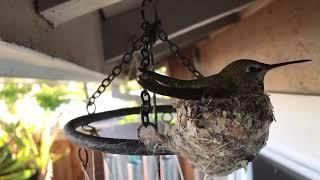 Evening Hummingbird resting on nest 3/30/21