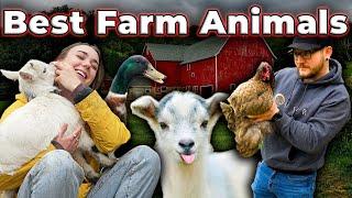 The 5 BEST Beginner Farm Animals To Start Your Homestead!