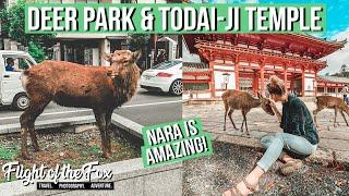 We are in NARA | Visiting Deer Park and Todai-Ji Temple | Things to do in OSAKA