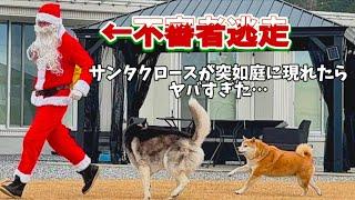 【Xmas】もしもお家にサンタクロースがやって来たらどうする...？柴犬とハスキーの反応か可愛すぎました