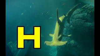 ALPHABET ANIMALS / PHONICS / ALPHABET SONG (Part 104) SEA & WATER ANIMALS / EDUCATIONAL CHILDREN