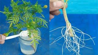 How to Grow Marigold From Cutting Fast N Easy || Grow marigold plants from cuttings