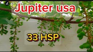 UPDATE BUAH ANGGUR JUPITER 33 HSP