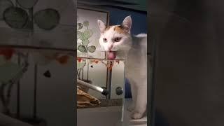 #cat drinking water, #pet #домашнииживотные #katzen #кошки #юмор #funny