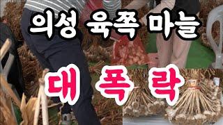 올해는 마늘값이 너무싸 10,000원 20,000원짜리도 기가 막히네~