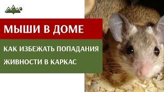 Мыши и каркасный дом! Как избежать попадания? Узнайте в видео