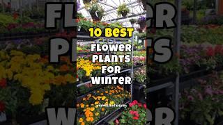 Best flower plants to grow in winter