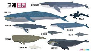 Sea animals - large whales