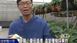 1040313草莓小番茄盛產 溫室種植採果夯