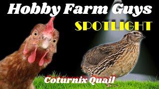 HFG Farm Animal Spotlight: Coturnix Quail