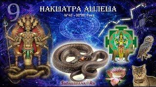 Накшатра Ашлеша: качества, характеристики и энергетика