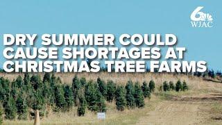 Dry summer could spell future shortages at Christmas tree farms