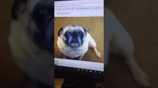 The pug files