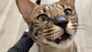 Sweet Savannah Cat Zara Is Excited To Me! Listen To That Sweet Purrs And Meows!  #cats #cute