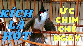 Chào Mào Kích Bổi Lên Lửa!.. Luyện Chào Mào Sổ Giọng Hót Đấu Căng. Chào Mào Kích Trống. chào mào đấu