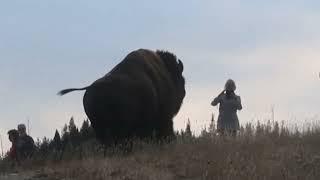 Bison charges tourist | Yellowstone national park