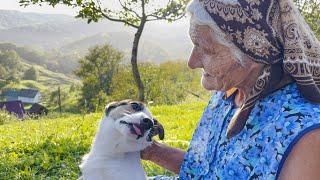 Amazing life of a grandmother on top of a mountain. Rural life in the Carpathians