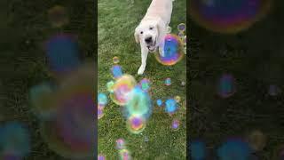 Golden Retriever Fun #bubbles #doglife