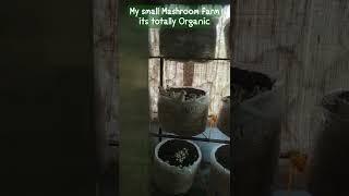 My small Mashroom farm#organic #viral shorts#2022#Activate#ruma#Mashroom lover#healthy food