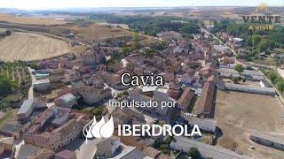 Cavia