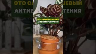 Это самый дешевый активатор цветения#цветы#сад