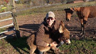 Horses!? Miniature Donkeys!? What's involved in Feeding them?