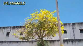 Ipê amarelo em sua plenitude, árvore símbolo do Brasil, em jaguaribara-Ce 28/10/2019