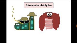 Stool Analysis 12 Entamoeba histolytica