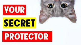 How do CATS PROTECT people?