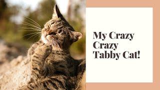 Why Don't My tabby Cats Behave?   Decoding Feline Behavior