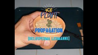 Propagating Ice Plant Succulent